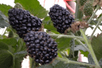 blackberries