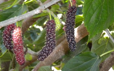 Mulberries