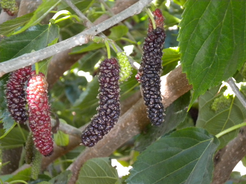 Mulberries