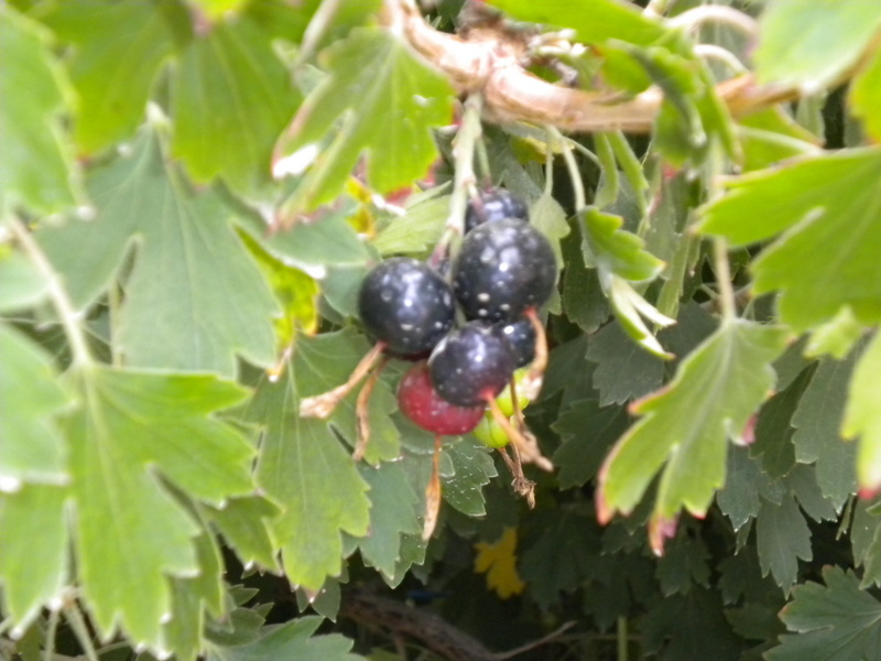 Currants